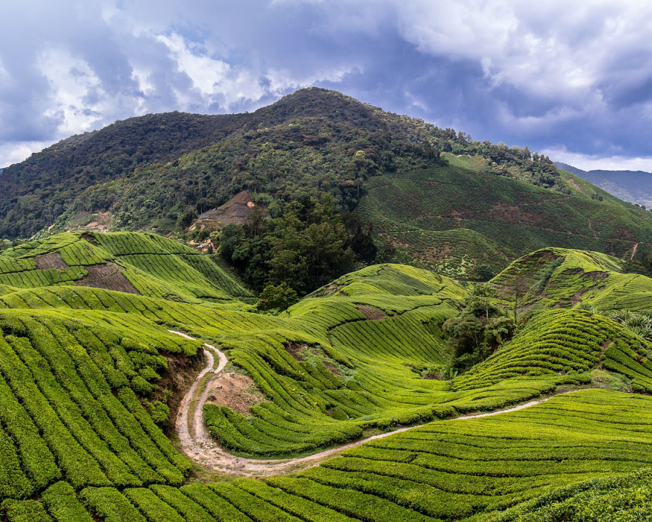 Cameron Highlands: 20 must-do things for first timers | LokaLocal