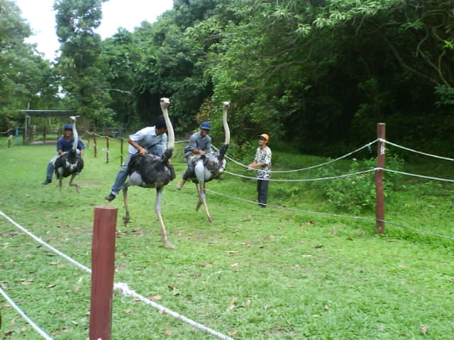 Johor Traveloka: Ladang Burung Unta, Kota Tinggi