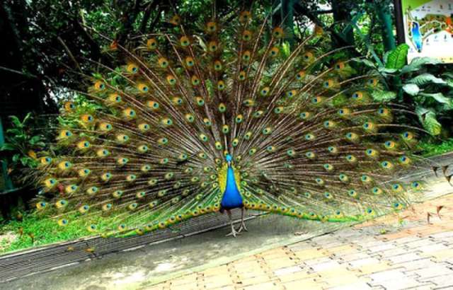 Taman Burung Kuala Lumpur - Harga Tiket & Info PENTING