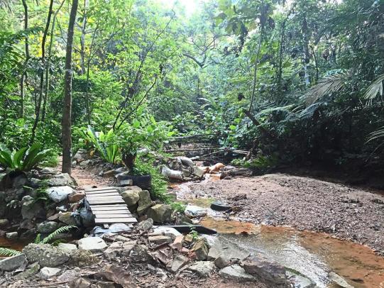 What to do at Bukit Gasing Forest Park in Petaling Jaya, Selangor | The Star